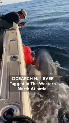 Researchers are tracking what is believed to be the largest shark ever tagged by OCEARCH in the southwest Atlantic, with its last pings off Florida. | New York Post