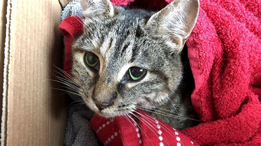 Barn Cat Survives Being Hit by a Car