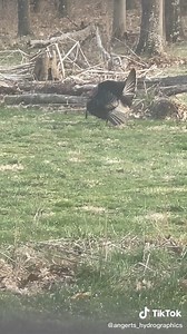 Turkey 🦃 strutting the yard #turkey #outdoors #hunting #spring #angertshydrographics #fyp #gobbler #strut #fypシ #foryou #countryboy #pa #usa #Thanksgiving #HappyThanksgiving2023 #turkey #turkeyday #thankful | Angert's Hydrographics