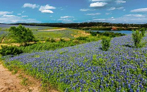 Where (and When) to Get Your Eyes on Some Texas Wildflowers