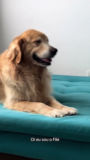 Sera que golden solta muito pelo? Vem ver!