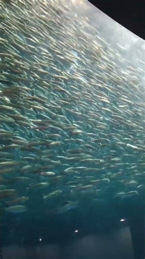 イワシ魚群(えのすいVer.) Giant schools of sardines② #shorts