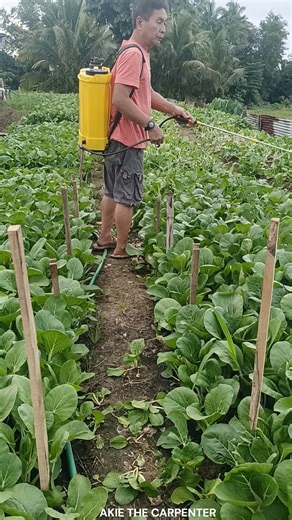 How to Plant Pechay I Pechay Farming and Harvesting in the Philippines Backyard I Akie The Carpenter | Akie The Carpenter