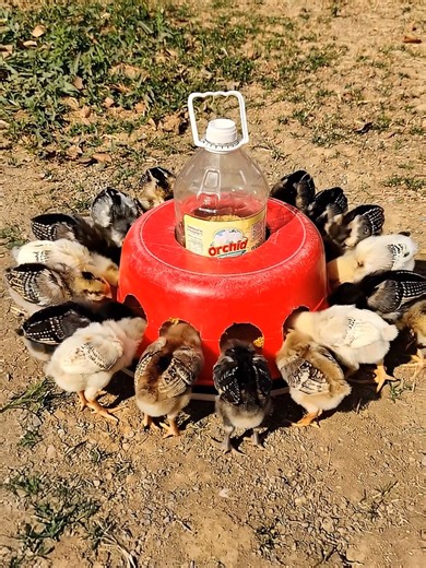 DIY Automatic Chicken Food Feeder Using Plastic Bottles
