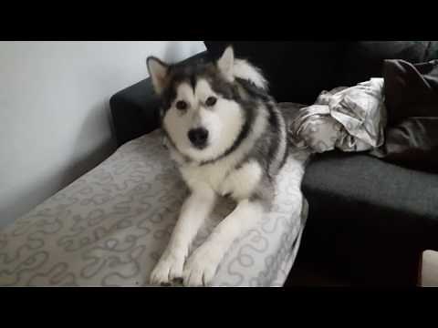 ALASKAN MALAMUTE TALKING
