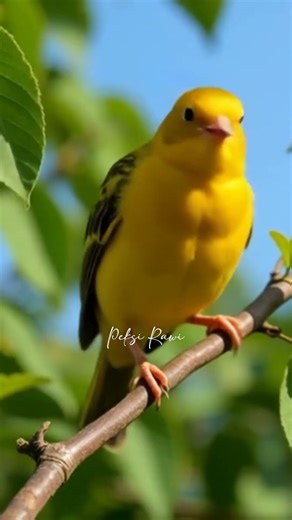 A Simple Joy Canary Singing in the Room | Peksi Rawi