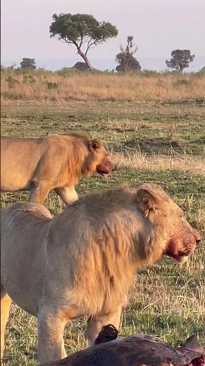 Lions guard their kill from hyenas. Los leones protegen su presa de las hienas. #lion #hunting #wild