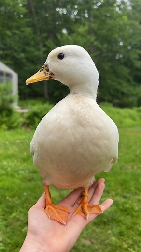 Important Duck Message Received - Must Watch