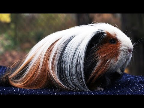 10 Most Beautiful Guinea Pigs In The World