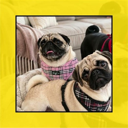 Pet-Friendly Homemade Rug and Upholstery Spray That Works!