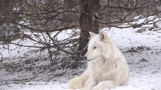 Beautiful Wolf Howls in the Snow on Make a GIF