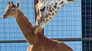 Reticulated Giraffe Born At Tennessee Zoo Has No Spots