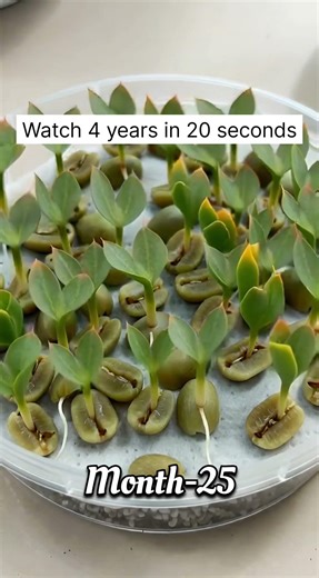 How to Grow a Coffee Forest Indoors from Green Beans Full Growth Time-lapse #shorts #planttimelapse