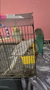 cocktails for my collection 😍😱 #telugu #birds #cockatiel #shorts