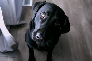 Grâce au DogPhone, votre chien peut vous appeler quand il se sent seul