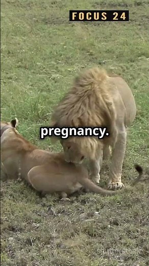 Lioness Bite Lion Balls Why