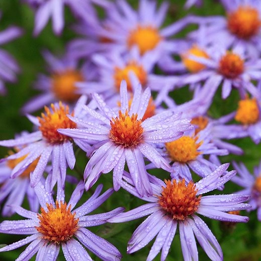 Aster novi-belgii Professor Kippenberg, New York Aster | High Country Gardens