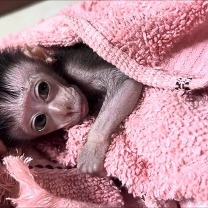 It's so adorable when Ruby's premature baby monkey soaks in the water | Animal Home