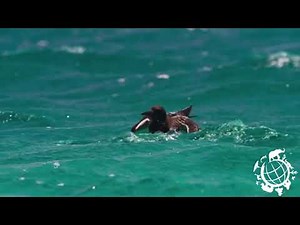 Blue Planet II One Ocean Trailer