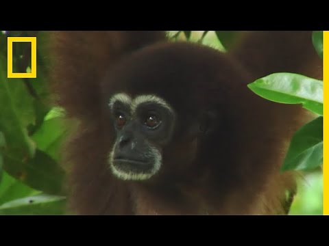 The song of the gibbons
