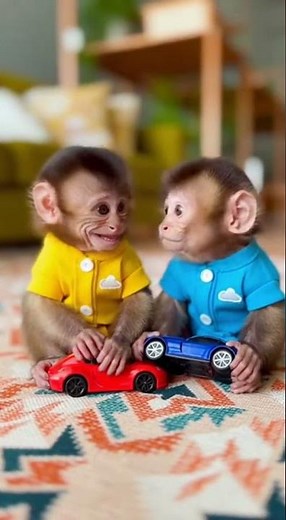 Monkeys Fart and Hilarious Reactions 🐒💨😂 #monkey #funny