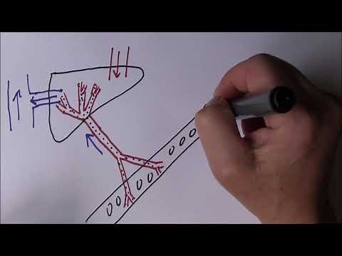 Liver Function 1, Filter between gut and blood