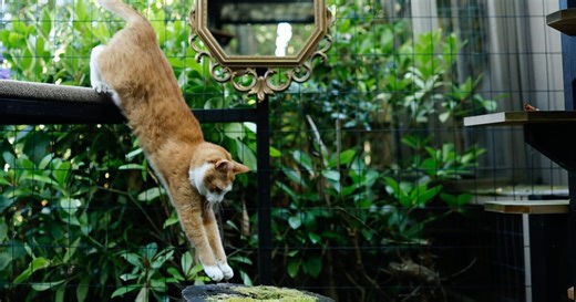 Why falling cats always seem to land on their feet