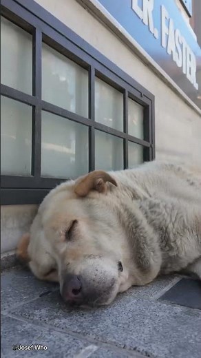 Meeting Istanbul's highest rated attraction: The Boulder 🐶