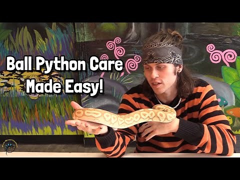 How to Take Care of a Pet Ball Python - General Care Guide 🐍
