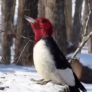 184K views · 14K reactions | Red-headed Woodpecker calling (Melanerpes erythrocephalus) Canada, United States. | BIRDS & Nature | Facebook