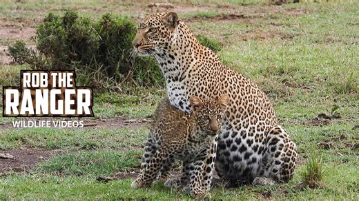 Female leopard guides playful cub through Mara grasslands
