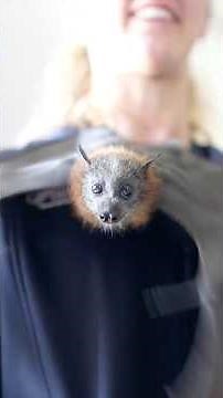 Baby Flying Fox Learning to Fly