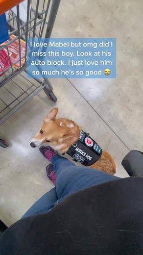 Service Dog Expertly Blocks Unwanted Approaches