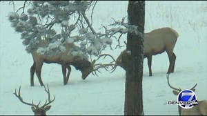 In case you missed it — we got some great video of elk and bison hanging out in the snow at Genesee Park this morning! | Denver7