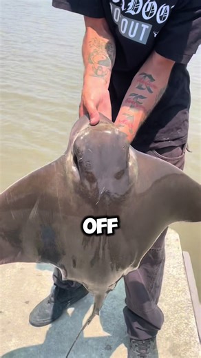 Catching Every Fish In California Day 15 Headed down on the hunt for some bat ray, thanks to @FishAI I was able to find out exactly what these guys eat in this area! And just like that we hooked on, after a solid 6 minutes we were able to land him🤙🏽 If you enjoy this series make sure to drop a follow for more #fishing #fishinglife #angler #fyp #tiktok #foryou