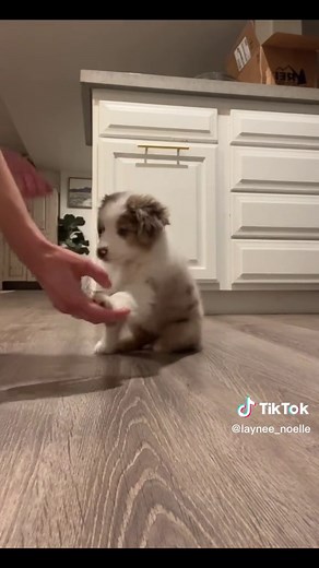 She is so smart! She can spin, stay, and listen much better now 😅 #aussie #aussiepuppy #australianshepherd #puppy #training #puppytraining #dog #cutie
