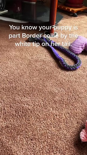 #bordercolliemix #pyreneesmix #austrailiancattledogmix #germanshepherdmix #alloftheabove #fypシ