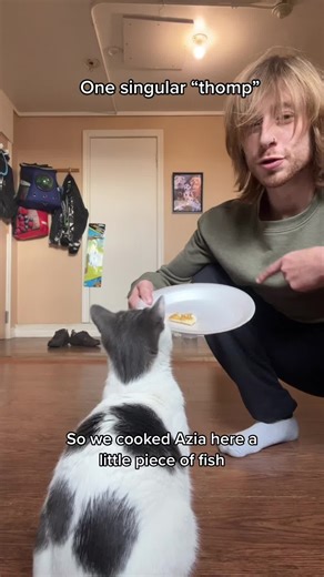 Cat Q-Tip Bribing Fail | Funny Cat Video