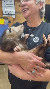 27K views · 2.8K reactions | Obviously a released imprint, this old lady was found injured, unable to walk and eventually brought to us to help. She is too old, tame and damaged to ever release so she will live her life out here as we work to improve her mobility and quality. love this old girl! | Wild Heart Ranch | Facebook