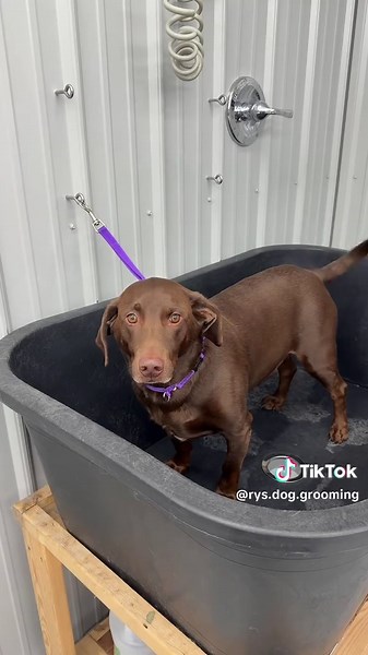 Grooming Archie: A Chocolate Lab & Dachshund Mix