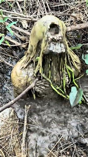 Strange Object in the Garden?! You Won’t Believe What Happened Next! #funnyvideo #hilarious