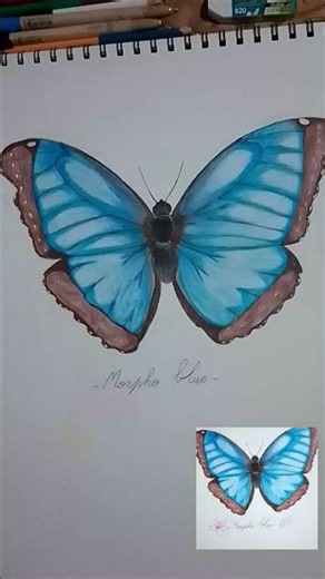 Drawing a blue Morpho butterfly 🩵