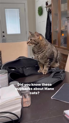 This is part of life with Manx syndrome — caring for Donald means helping him stay clean, comfy, and healthy every single day. 💛 Because of his spinal deformity, he can’t control his bladder or bowels on his own. He’s one of seven Manx syndrome cats here who need to be expressed multiple times a day. It might not be the glamorous side of pet care, but it’s the real side of love. 🐾 These moments are full of trust, teamwork, and the quiet kind of love that says, “I’ve got you.” 💕 #ManxSyndrome 