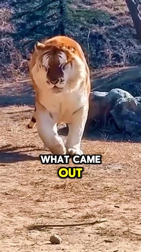The Problem With Creating Ligers 🥸 #shorts