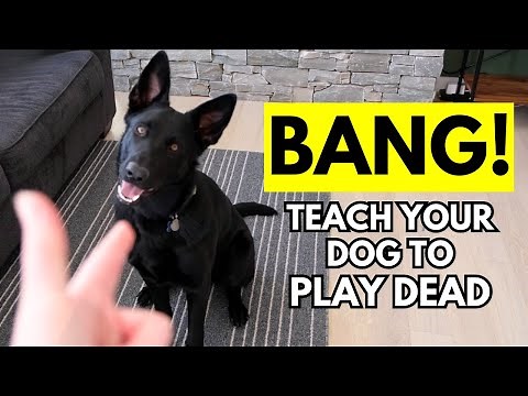 How to Teach Your Dog to Play Dead ("Bang!" dog trick)