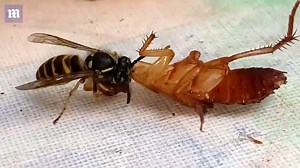 Wasp and cockroach filmed in fierce battle leaving one headless
