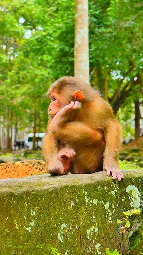 A burst of energy in the shape of pure love 💕🐾🌈 | Monkey love