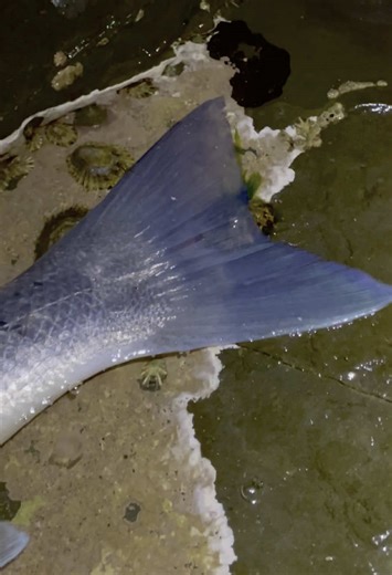 Exploring Sea Bass Fishing Techniques