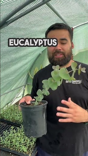 What is Eucalyptus? How to grow eucalyptus plants ? #plants #garden #grow #eucalyptus #plantlover