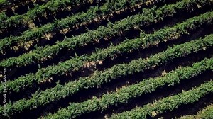 wine country vineyards drone spinning